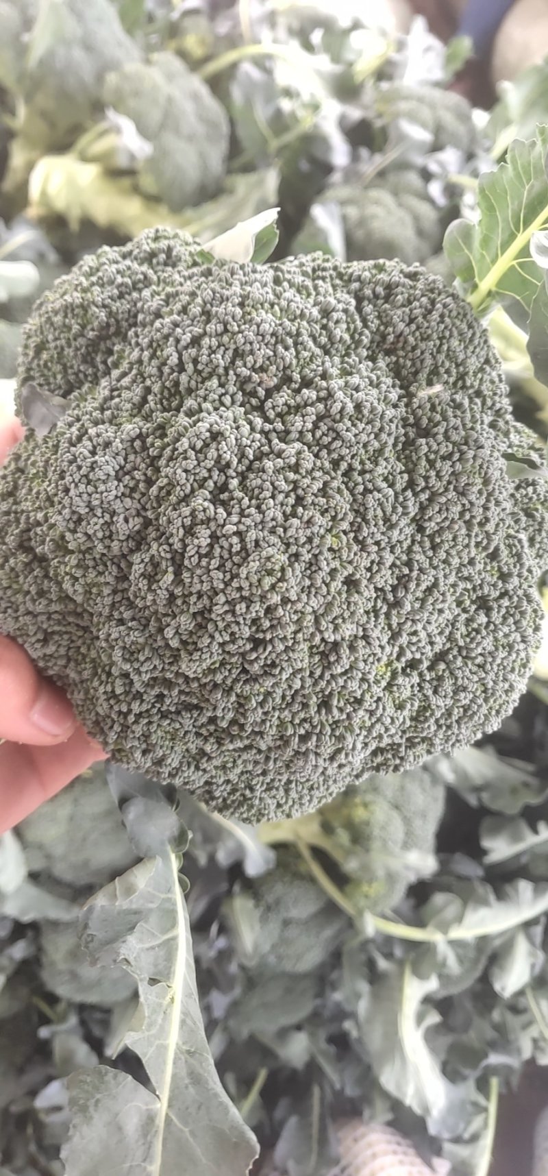 河南博爱西蓝花大量上市中，小米粒西蓝花基地大块地多