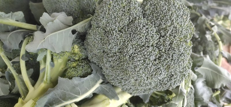 河南博爱西蓝花大量上市中，小米粒西蓝花基地大块地多
