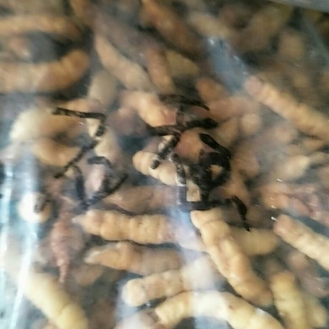 草石蚕，常年批发供应冷背中药材草石蚕