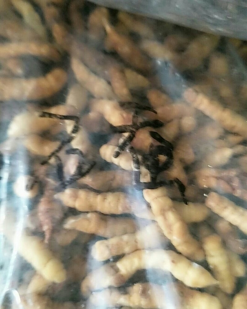 草石蚕，常年批发供应冷背中药材草石蚕