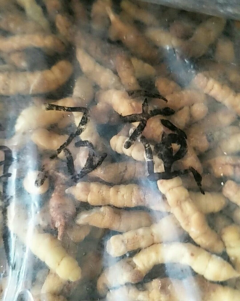 草石蚕，常年批发供应冷背中药材草石蚕