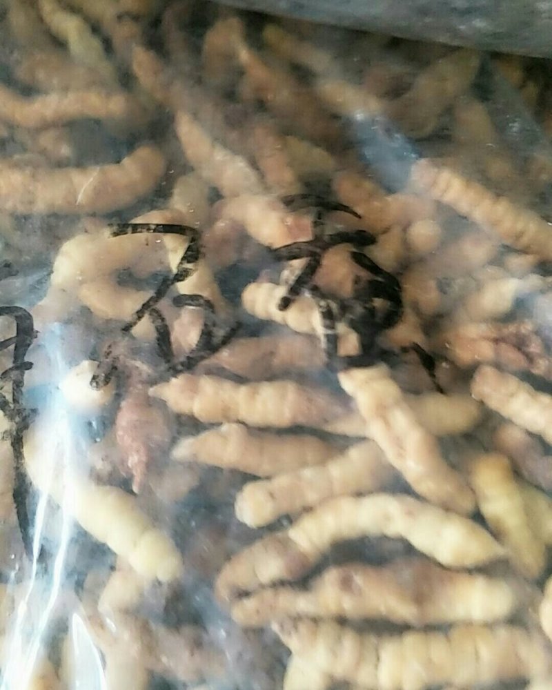 草石蚕，常年批发供应冷背中药材草石蚕