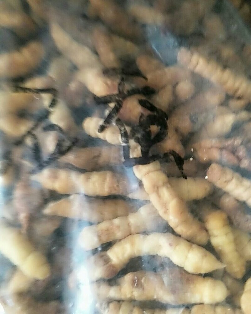 草石蚕，常年批发供应冷背中药材草石蚕