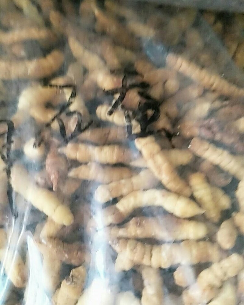 草石蚕，常年批发供应冷背中药材草石蚕
