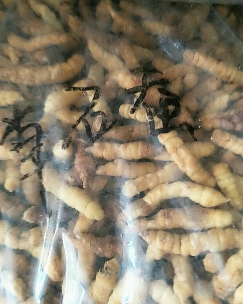 草石蚕，常年批发供应冷背中药材草石蚕