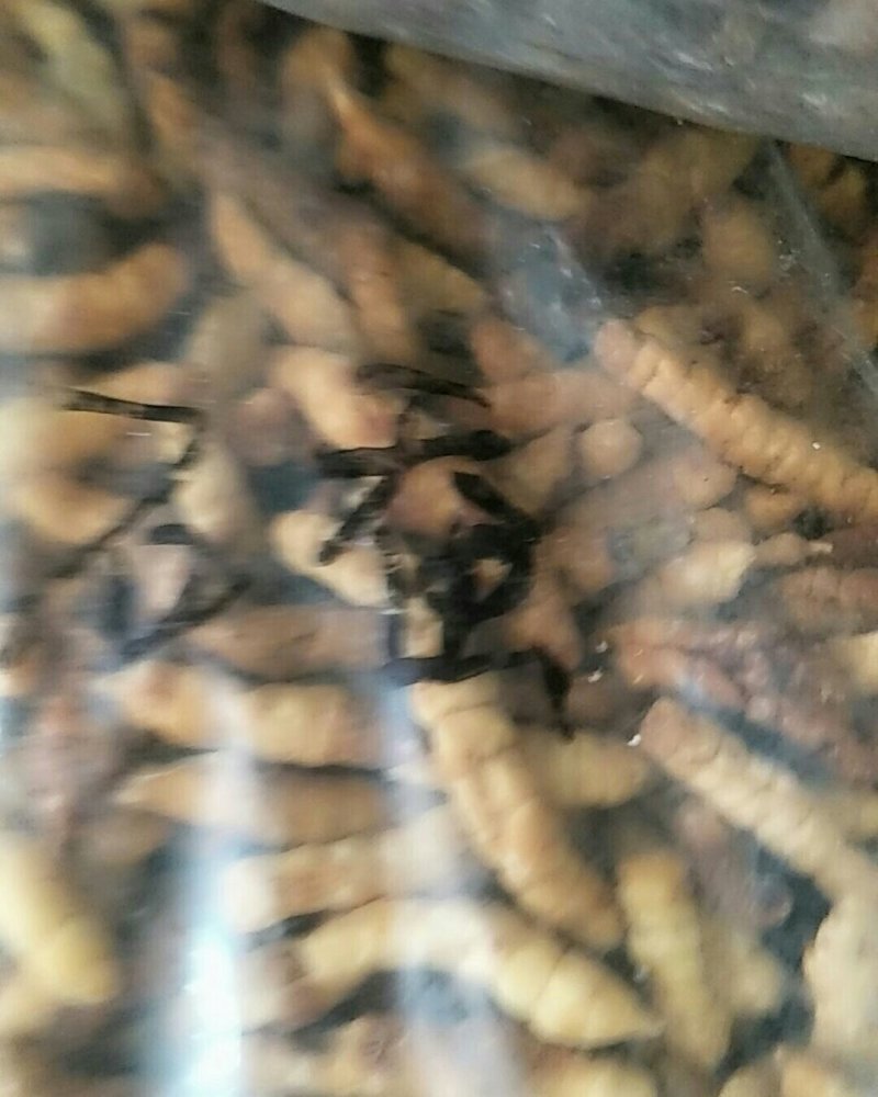 草石蚕，常年批发供应冷背中药材草石蚕