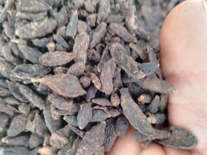 香附子！产地大货直销！一手货源规格齐全！价格低！