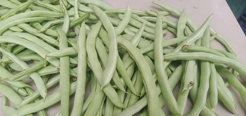 四季豆新野本地货，青豆和白不老，产地直供，货优价廉！