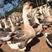 鹅苗土肥鹅杂交鹅霍尔多巴吉品种齐全量大从优