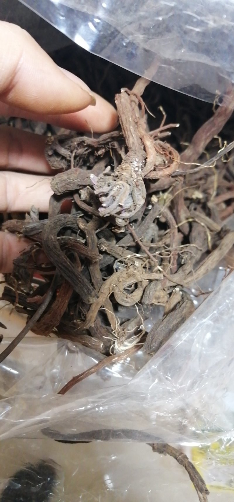 云南野生丹参传统滋补品（丹参）可磨粉配三七