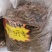 云南野生丹参传统滋补品（丹参）可磨粉配三七
