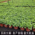 薄荷盆栽免费包邮原盆原土发货可驱蚊可食用清新空气
