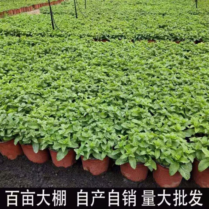 薄荷盆栽免费包邮原盆原土发货可驱蚊可食用清新空气