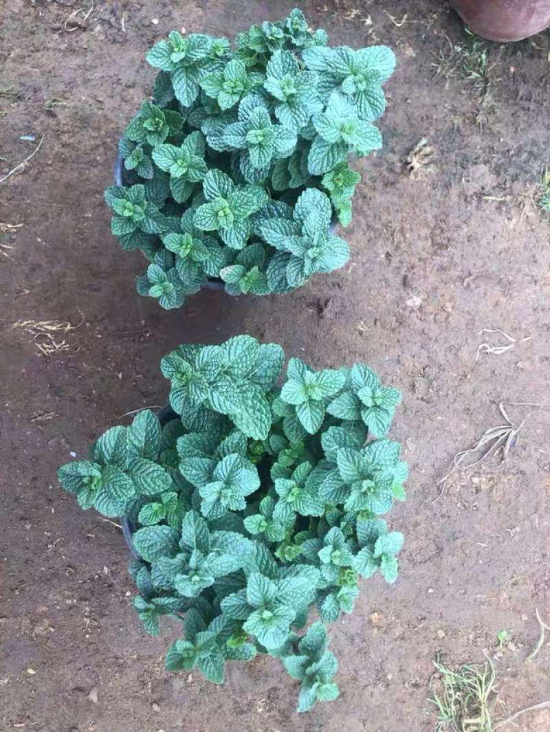 薄荷盆栽免费包邮原盆原土发货可驱蚊可食用清新空气