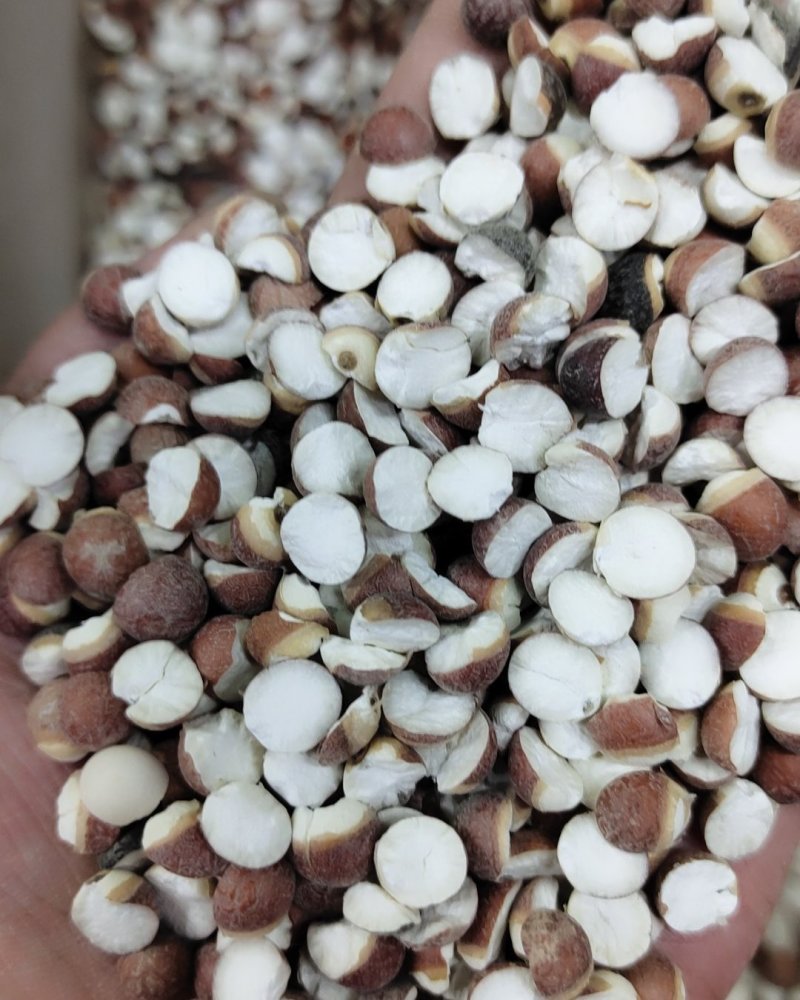 【热卖】芡实米肇庆芡实米新货粒粒饱满50斤起批不包邮