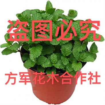 薄荷盆栽免费包邮原盆原土发货可驱蚊可食用清新空气