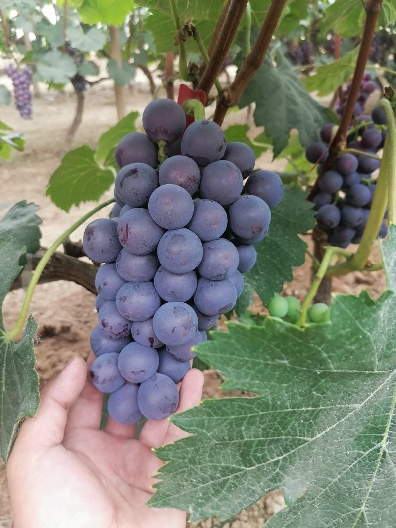 巨峰葡萄大量上市口感好酒厂专用葡萄基地供应