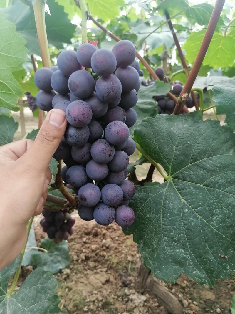 巨峰葡萄大量上市口感好酒厂专用葡萄基地供应