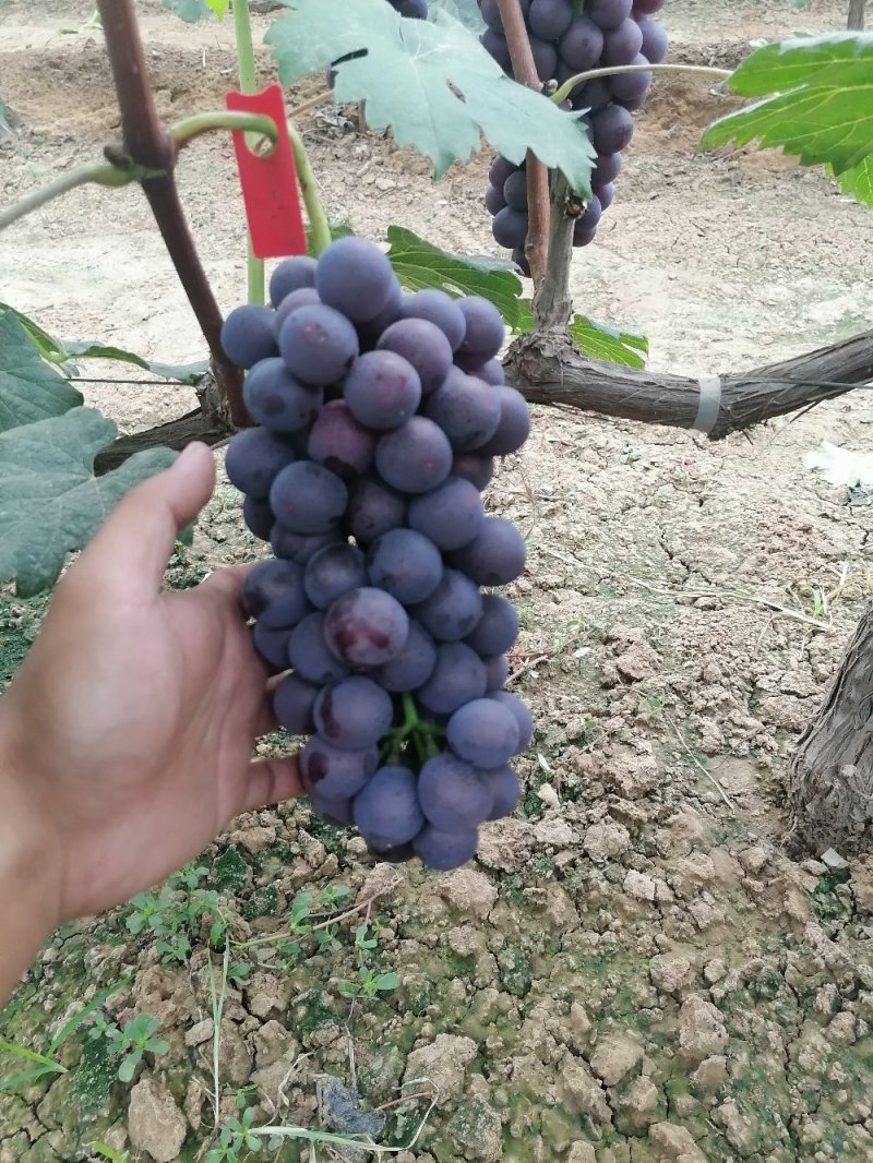 巨峰葡萄大量上市口感好酒厂专用葡萄基地供应