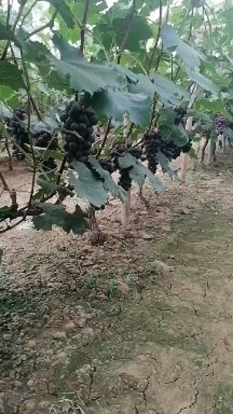 巨峰葡萄大量上市口感好酒厂专用葡萄基地供应