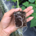 【木瓜苗】水果木瓜组培苗规格8-20厘米优质木瓜种苗