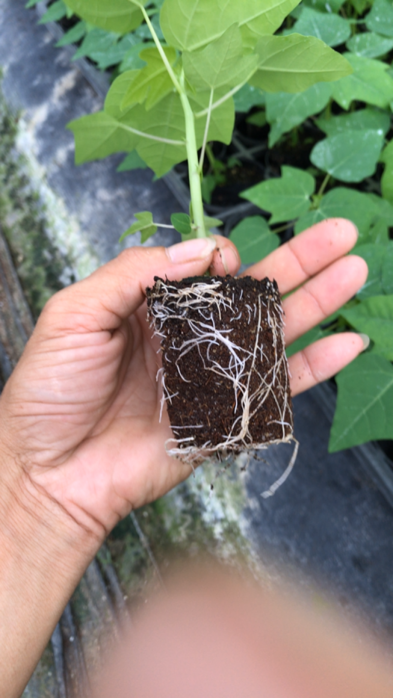 【木瓜苗】水果木瓜组培苗规格8-20厘米优质木瓜种苗