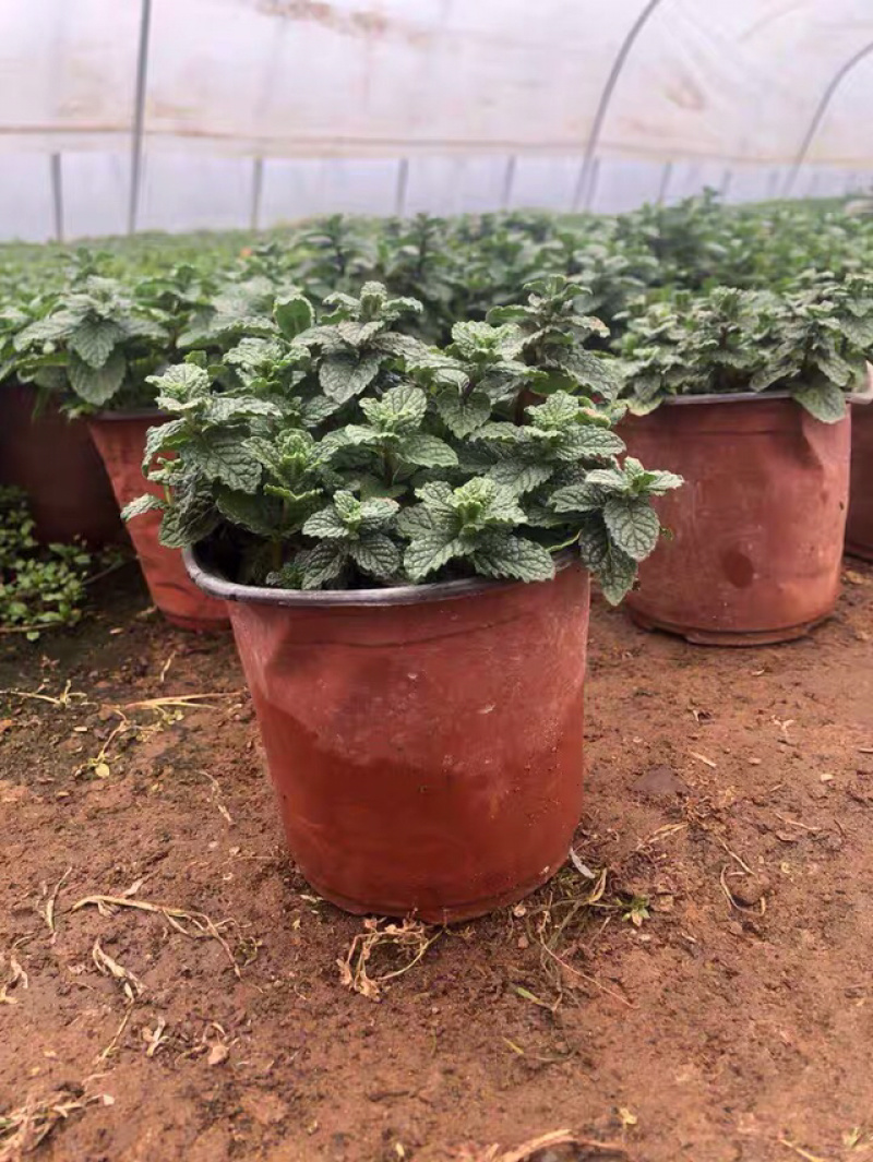 薄荷盆栽免费包邮原盆原土发货可驱蚊可食用清新空气