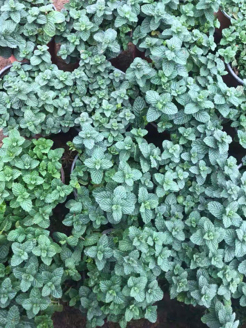 薄荷盆栽免费包邮原盆原土发货可驱蚊可食用清新空气