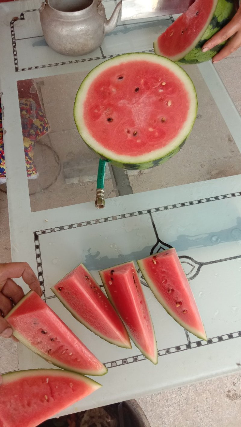 精品西瓜，全美2k西瓜，一手货源视频看货诚信经营品质