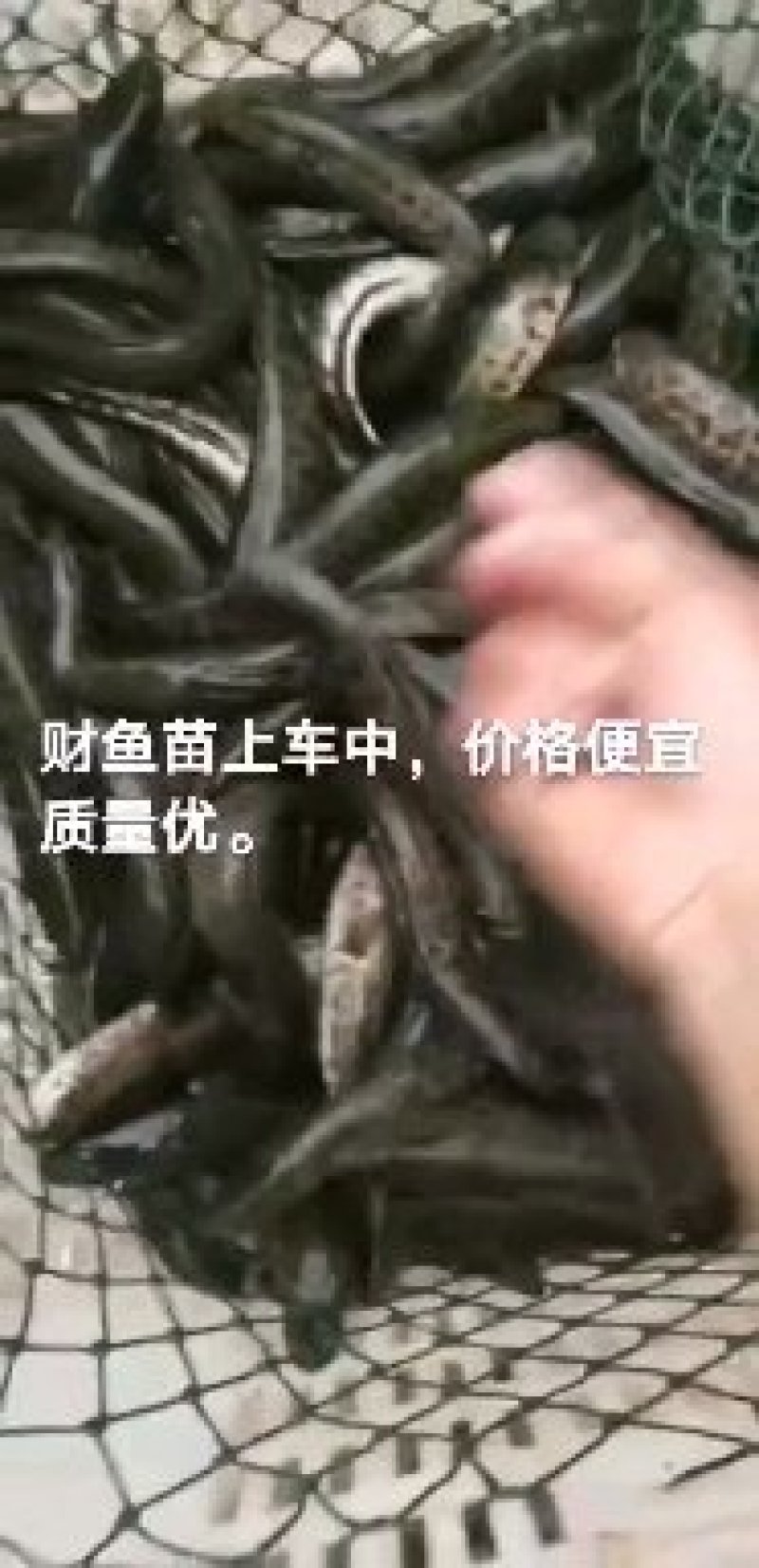 正宗黑鱼苗财鱼苗蛇头鱼苗，各种鱼苗大量出售优质品种