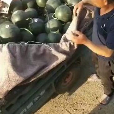 墨瞳西瓜大量上市好吃不贵甜度不错质量不错