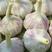 紫皮蒜干蒜，鲜蒜，二水早，厂地铁棚，地磅，可预存500吨