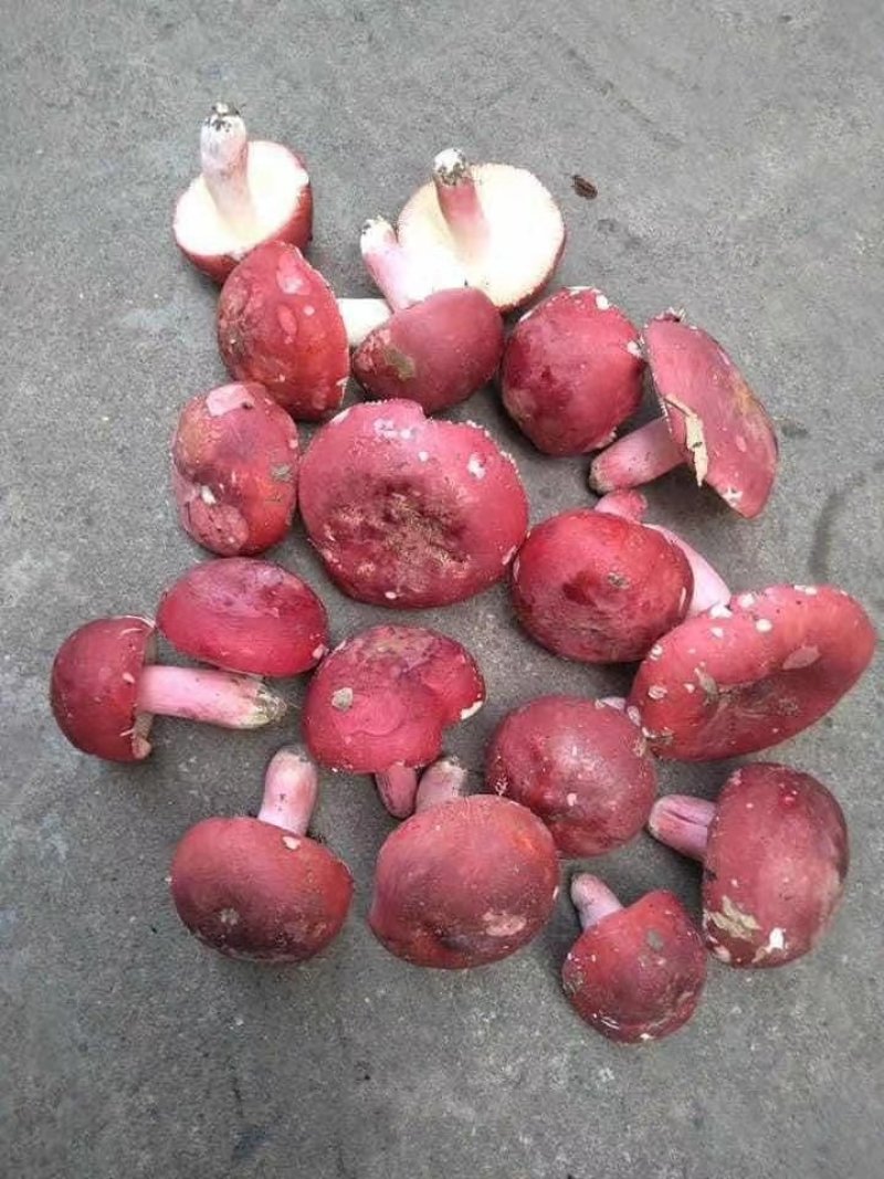 红菌