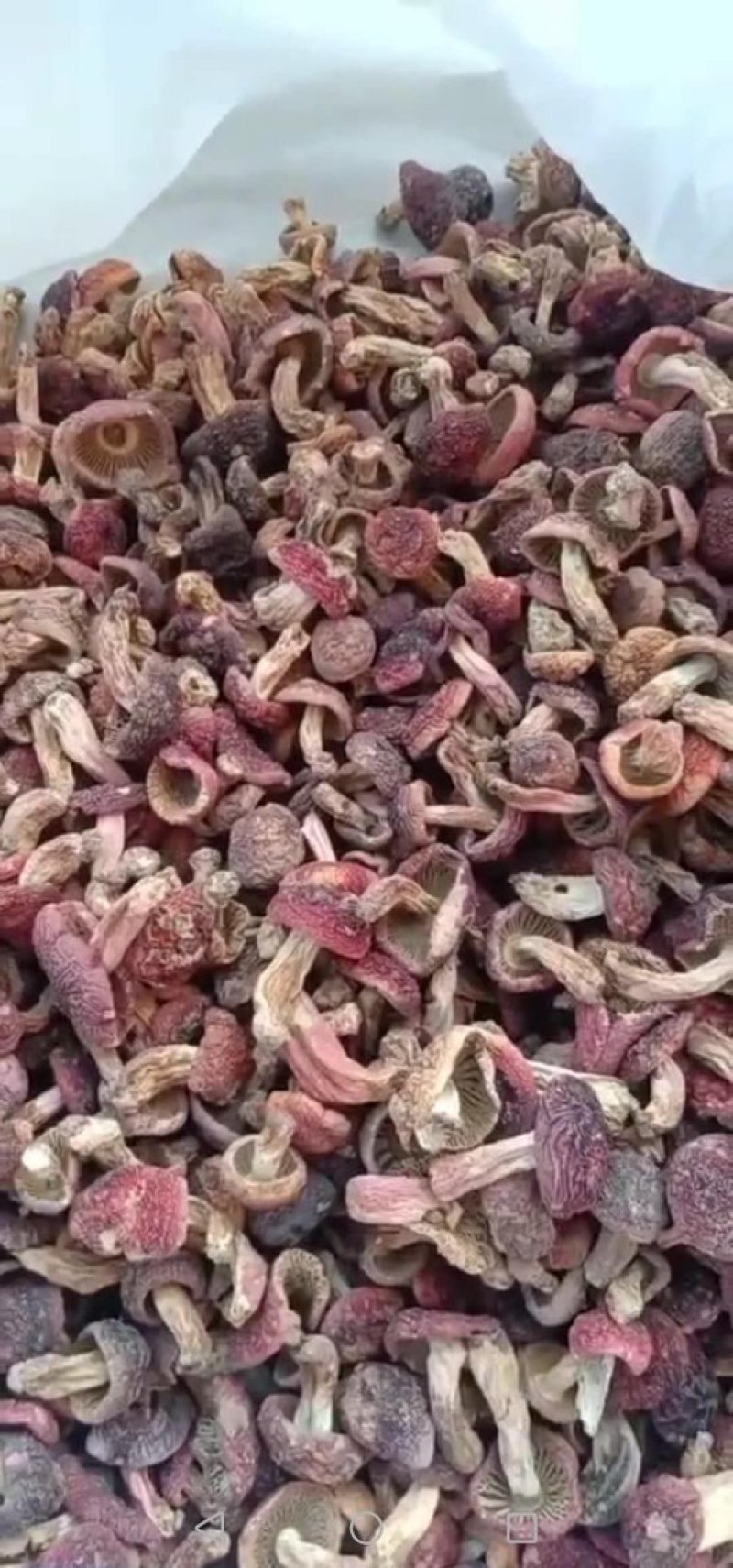 红菌