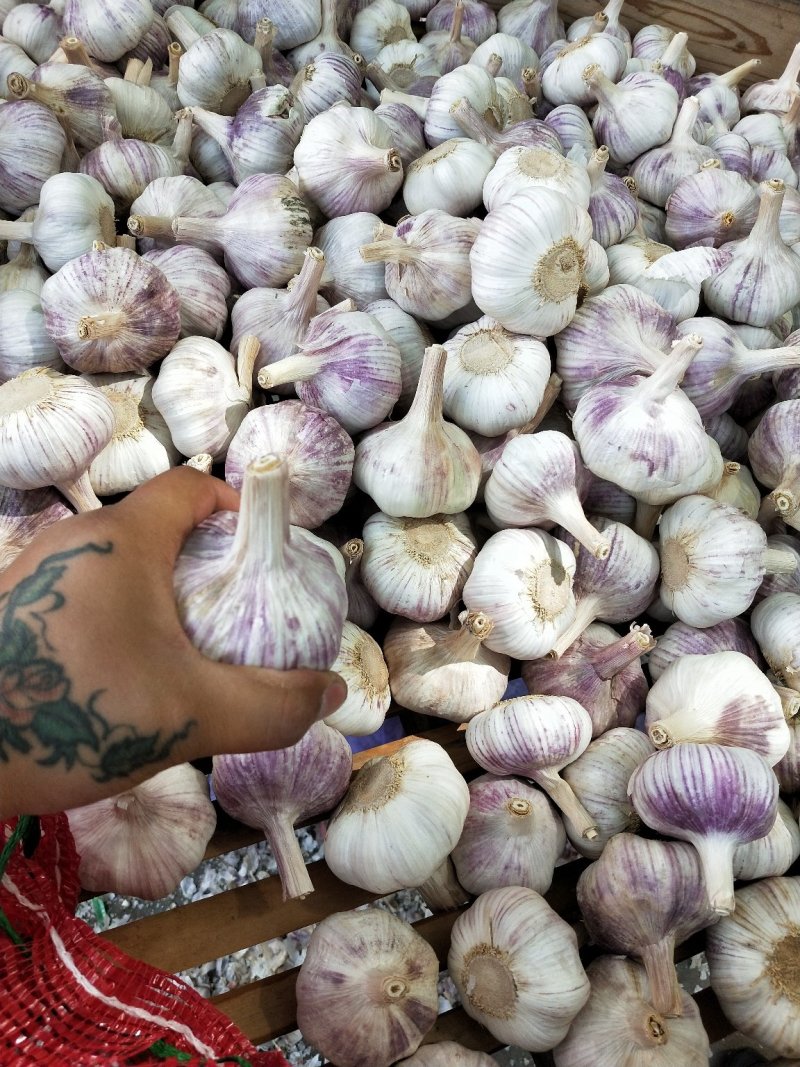 邳州精品分级净蒜