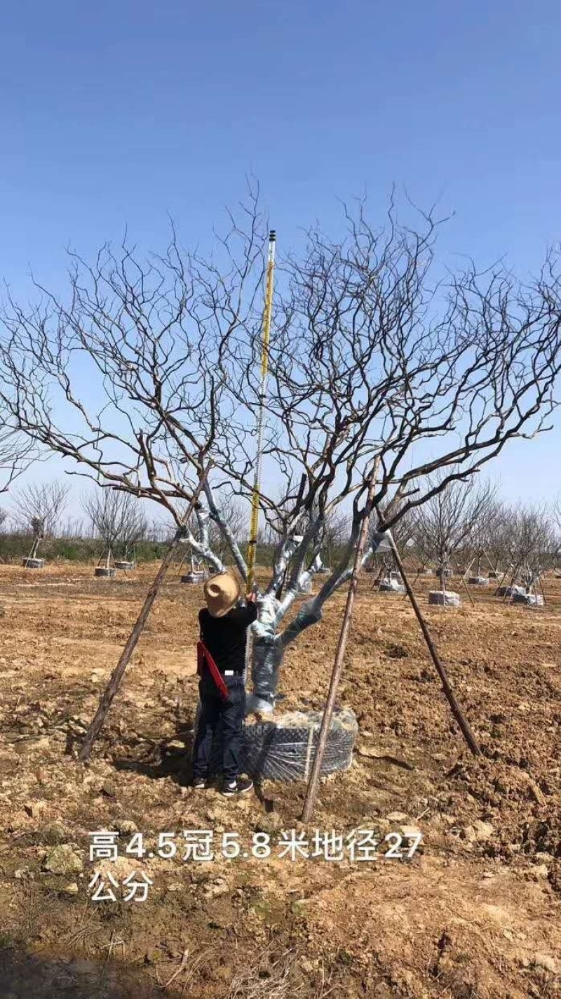 河南供应3---40公分红花老紫薇