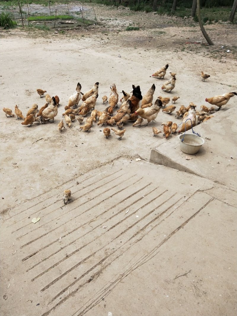 吃稻谷，吃玉米，散养土鸡