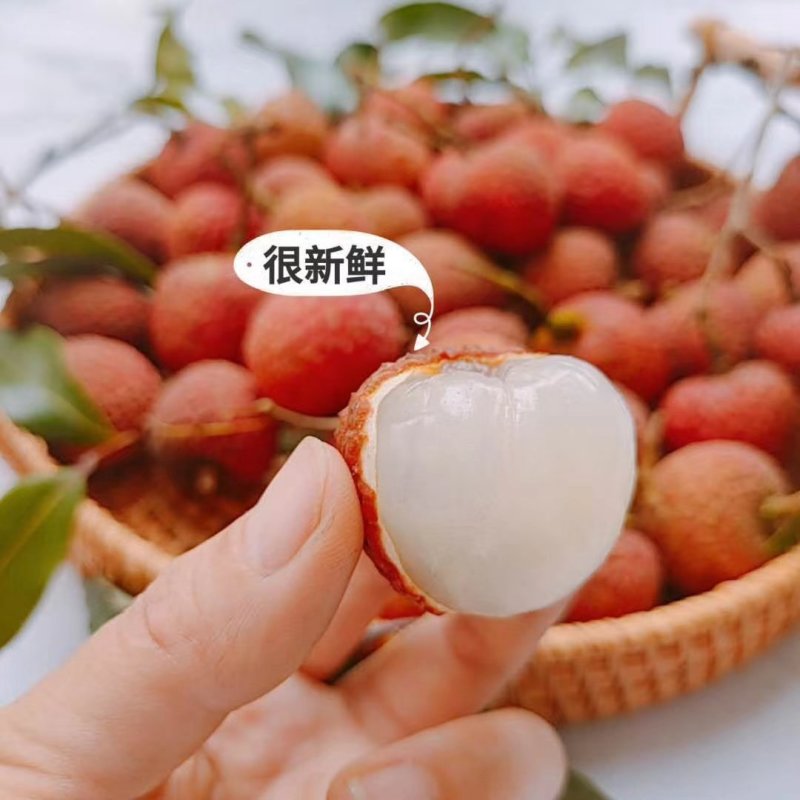 世寿乡中国浦北妃子笑荔枝火爆招商一件发货中！产地一件直发