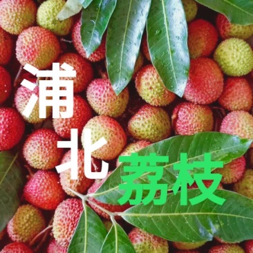 世寿乡中国浦北妃子笑荔枝火爆招商一件发货中！产地一件直发