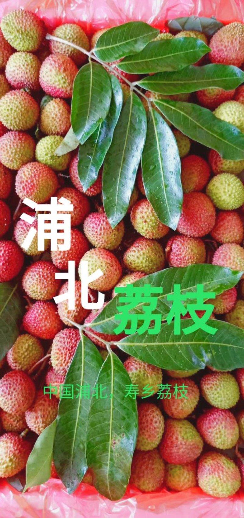 世寿乡中国浦北妃子笑荔枝火爆招商一件发货中！产地一件直发