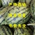 【荐】山东潍坊2K西瓜,小糖丸西瓜,产地直供