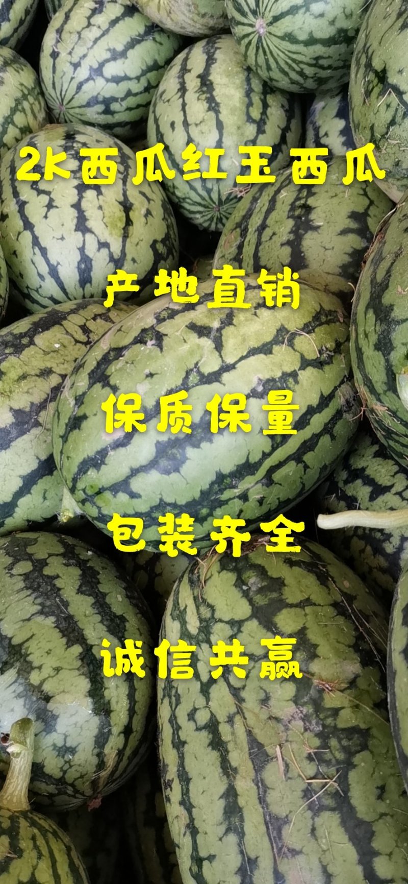 【荐】山东潍坊2K西瓜，小糖丸西瓜，产地直供