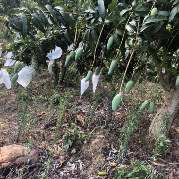 热带金煌芒果，果面光滑，品质好