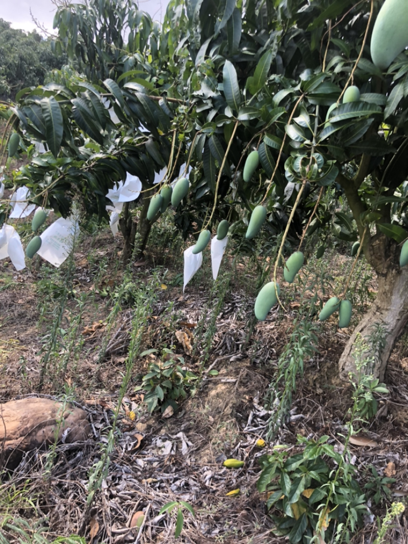 热带金煌芒果，果面光滑，品质好