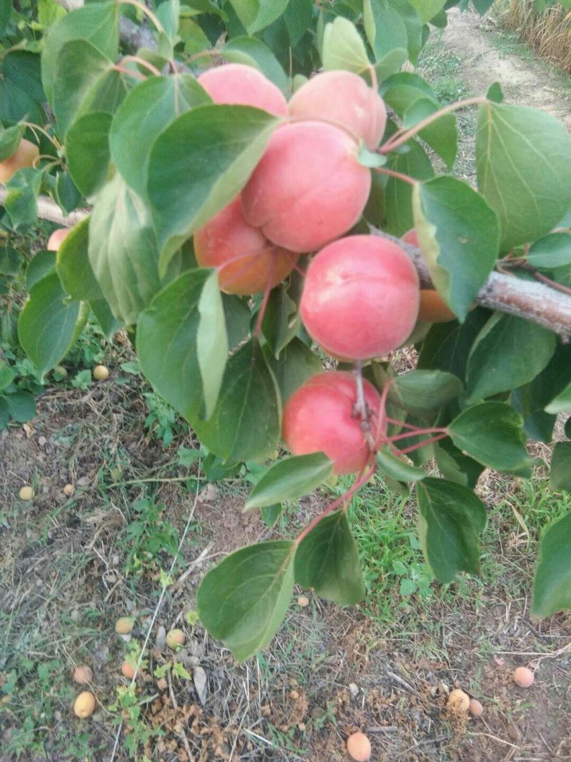 陕西丰园红杏