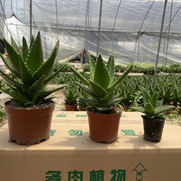 不夜城小芦荟基地大量现货供应批发价格