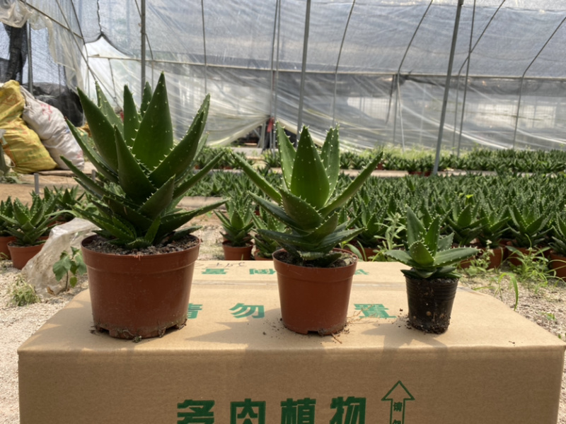 不夜城小芦荟基地大量现货供应批发价格