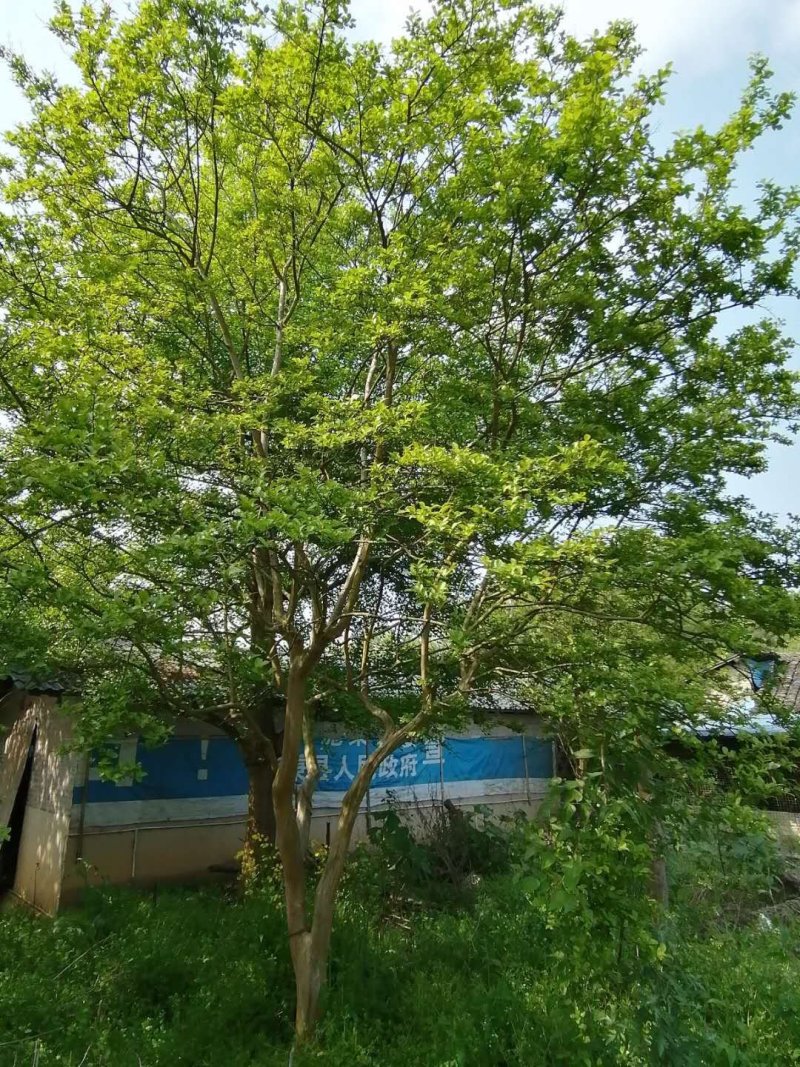 紫薇