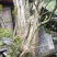 紫薇