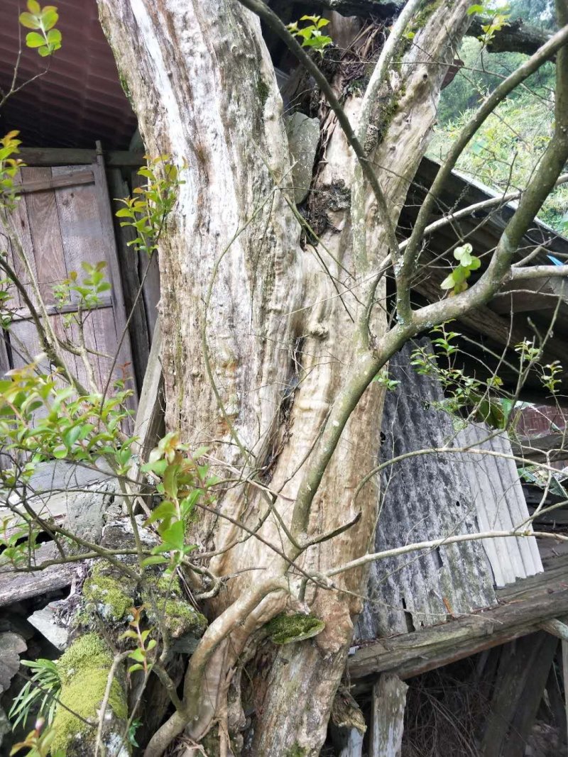 紫薇